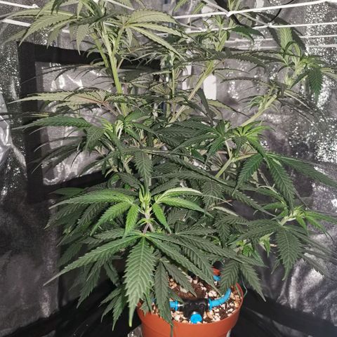 Lucia the 2nd growlog timeline photo