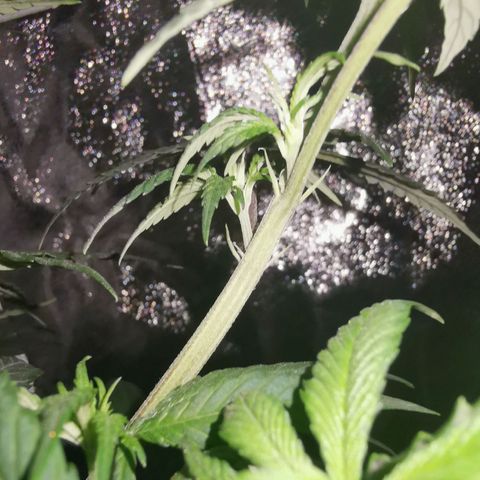 Lucia the 2nd growlog timeline photo