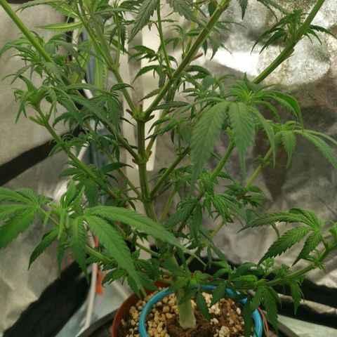 Lucia the 2nd growlog timeline photo