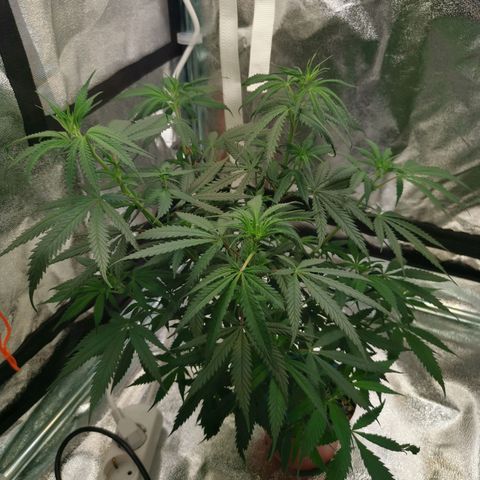 Lucia the 2nd growlog timeline photo