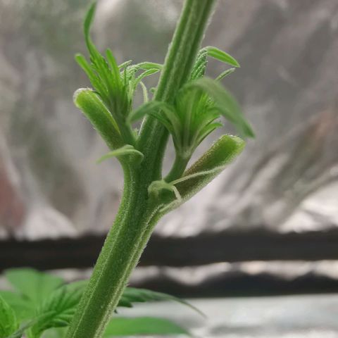 Lucia the 2nd growlog timeline photo