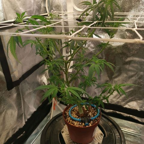 Lucia the 2nd growlog timeline photo