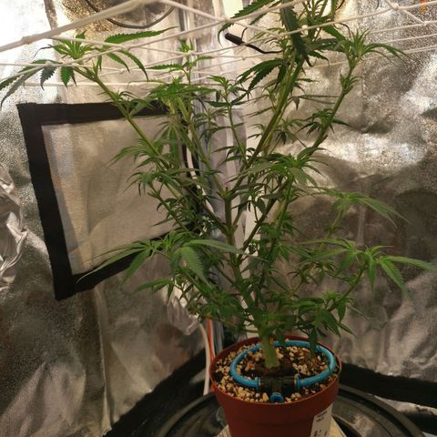 Lucia the 2nd growlog timeline photo