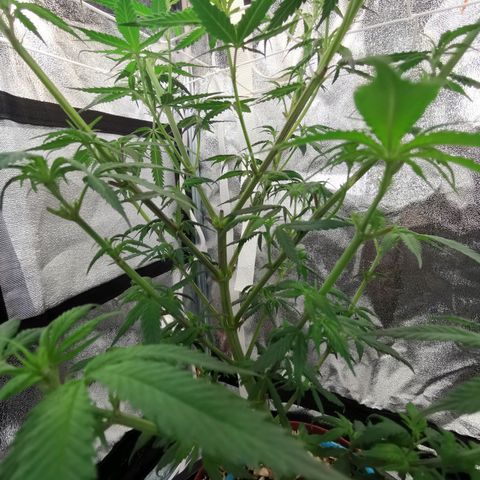 Lucia the 2nd growlog timeline photo