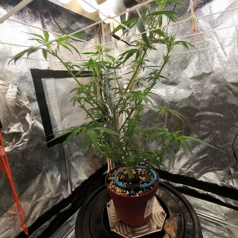 Lucia the 2nd growlog timeline photo