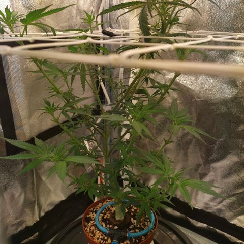 Lucia the 2nd growlog timeline photo