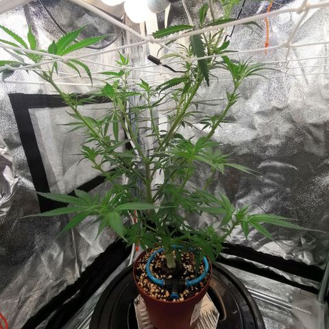 Lucia the 2nd growlog timeline photo