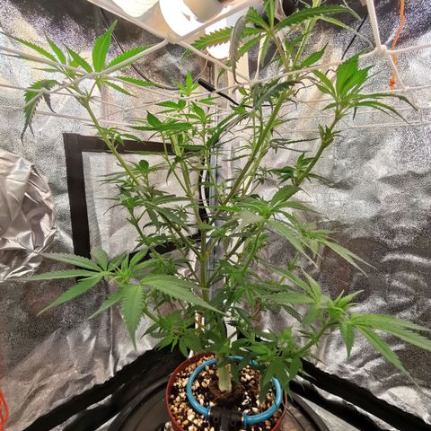 Lucia the 2nd growlog timeline photo