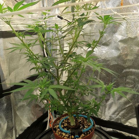 Lucia the 2nd growlog timeline photo