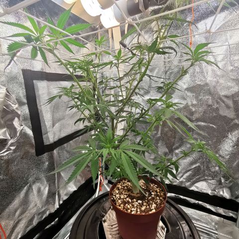 Lucia the 2nd growlog timeline photo