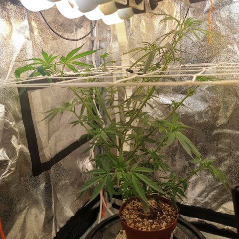 Lucia the 2nd growlog timeline photo