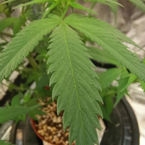 Lucia the 2nd growlog timeline photo