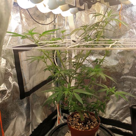 Lucia the 2nd growlog timeline photo