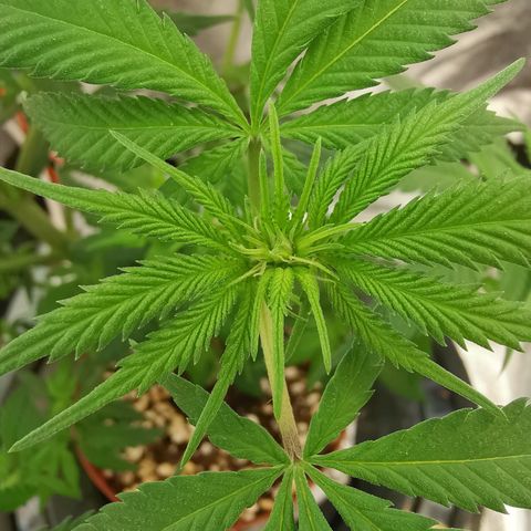 Lucia the 2nd growlog timeline photo