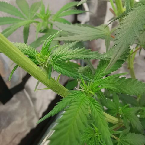 Lucia the 2nd growlog timeline photo
