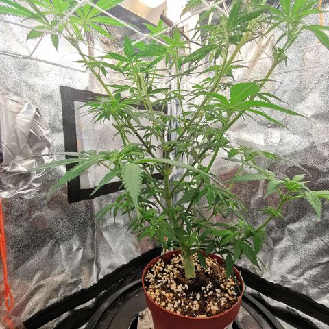 Lucia the 2nd growlog timeline photo