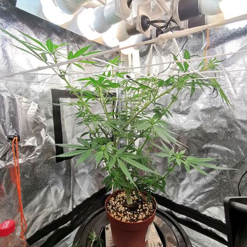 Lucia the 2nd growlog timeline photo