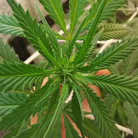 Lucia the 2nd growlog timeline photo