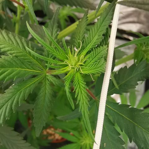 Lucia the 2nd growlog timeline photo