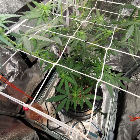 Lucia the 2nd growlog timeline photo