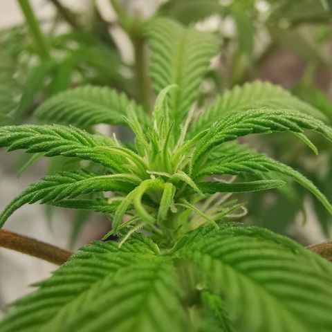 Lucia the 2nd growlog timeline photo