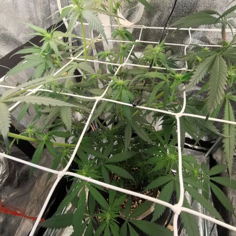 Lucia the 2nd growlog timeline photo