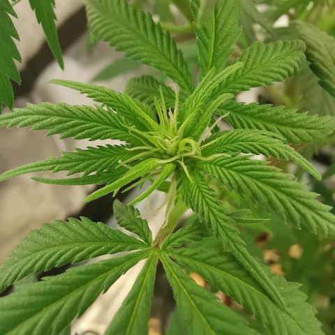 Lucia the 2nd growlog timeline photo
