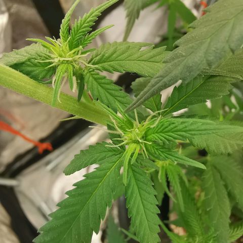 Lucia the 2nd growlog timeline photo