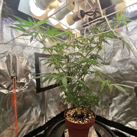 Lucia the 2nd growlog timeline photo