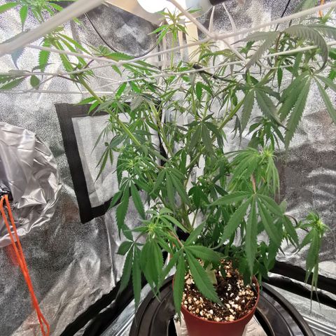 Lucia the 2nd growlog timeline photo