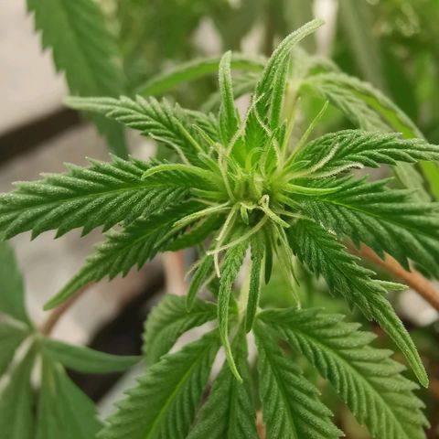 Lucia the 2nd growlog timeline photo