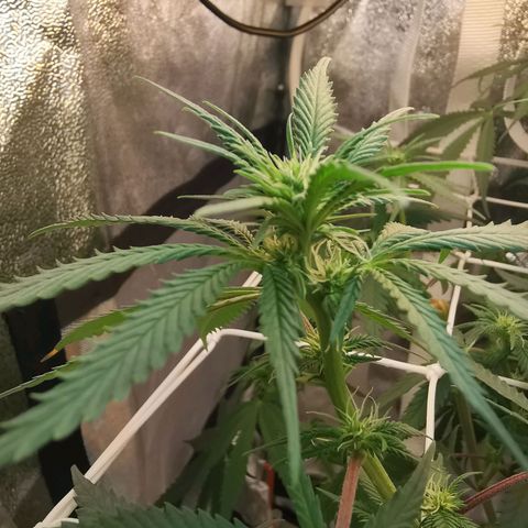 Lucia the 2nd growlog timeline photo