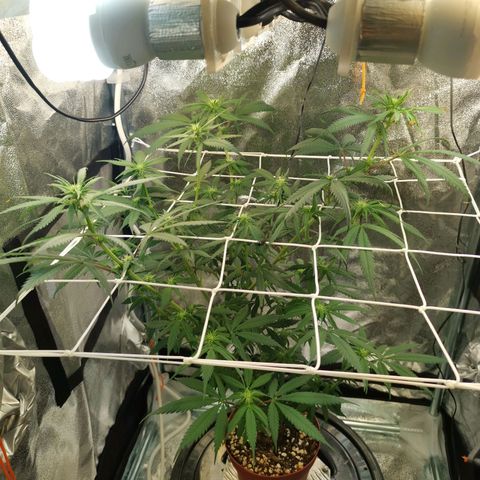 Lucia the 2nd growlog timeline photo