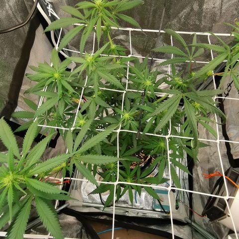Lucia the 2nd growlog timeline photo