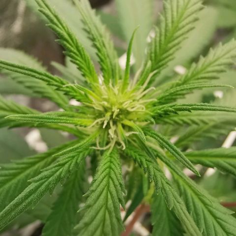 Lucia the 2nd growlog timeline photo