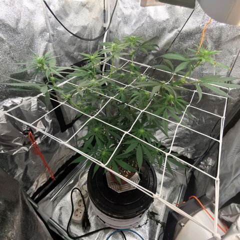 Lucia the 2nd growlog timeline photo