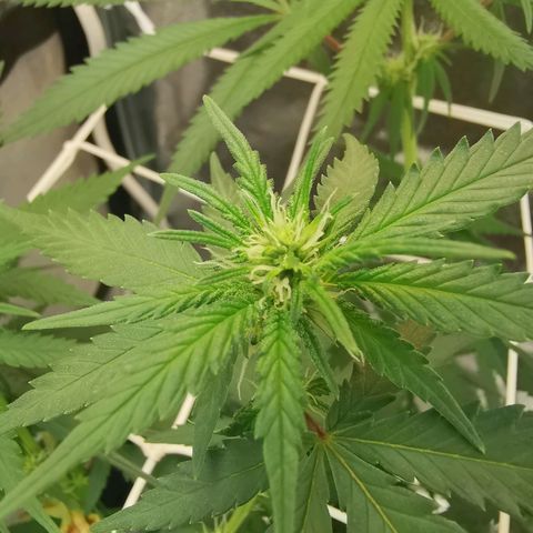Lucia the 2nd growlog timeline photo