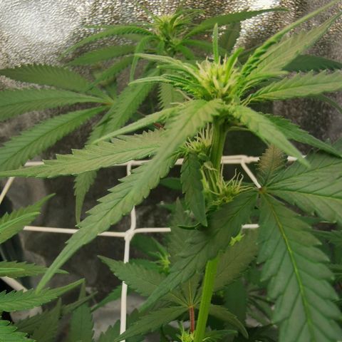 Lucia the 2nd growlog timeline photo