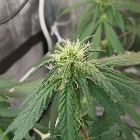 Lucia the 2nd growlog timeline photo