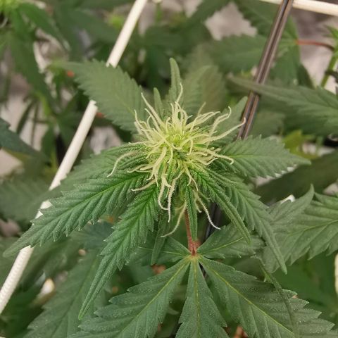 Lucia the 2nd growlog timeline photo