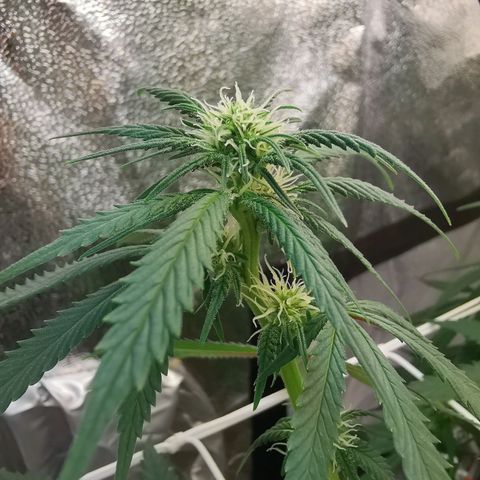 Lucia the 2nd growlog timeline photo
