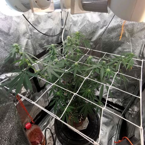 Lucia the 2nd growlog timeline photo