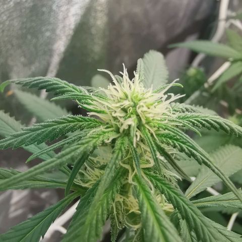 Lucia the 2nd growlog timeline photo