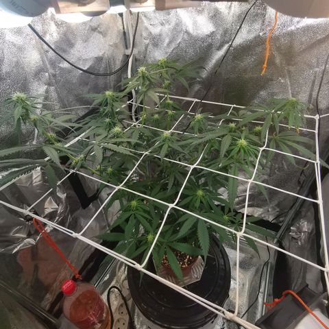 Lucia the 2nd growlog timeline photo
