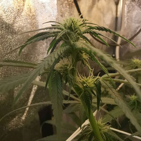 Lucia the 2nd growlog timeline photo