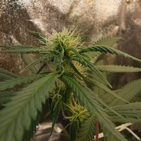 Lucia the 2nd growlog timeline photo