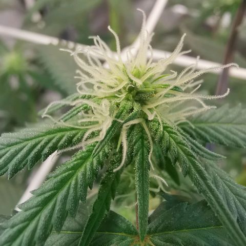 Lucia the 2nd growlog timeline photo