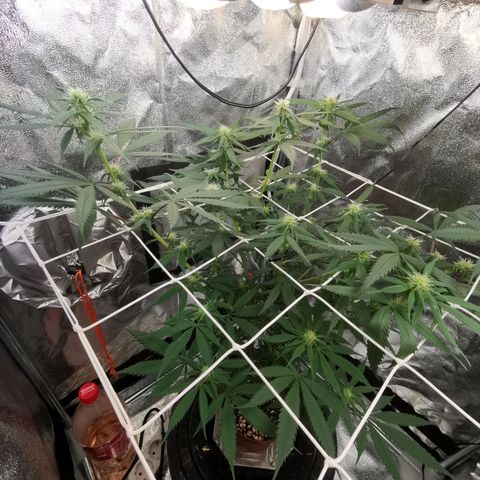 Lucia the 2nd growlog timeline photo