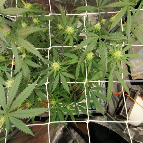 Lucia the 2nd growlog timeline photo