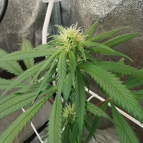 Lucia the 2nd growlog timeline photo